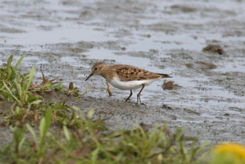Temminck's Stint (Calidris temminckii) Waterland, Polder IJdoorn Plasdras