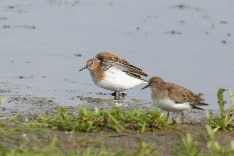 Temminck's Stint (Calidris temminckii) Waterland, Polder IJdoorn Plasdras