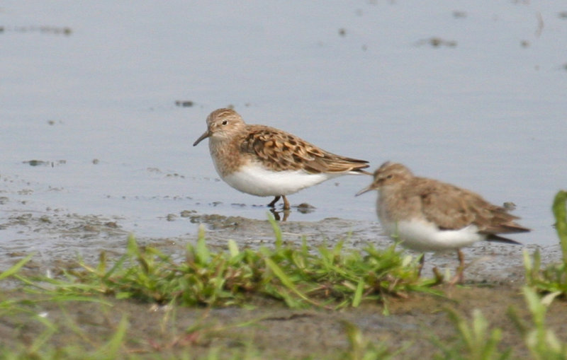 Temminck's Stint (Calidris temminckii) Waterland, Polder IJdoorn Plasdras