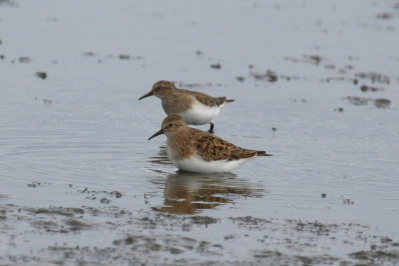 Temminck's Stint (Calidris temminckii) Waterland, Polder IJdoorn Plasdras