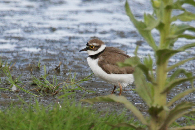Little Ringed Plover (Charadrius dubius) Waterland, Polder IJdoorn Plasdras
