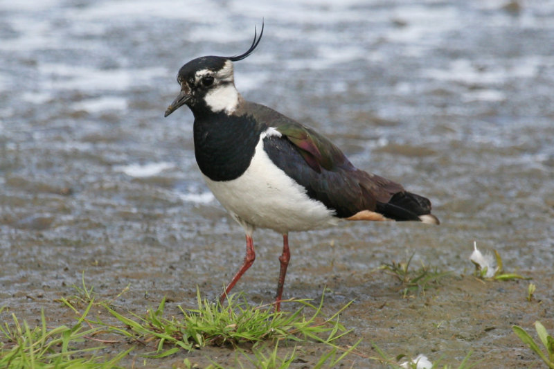 Northern Lapwing (Vanellus vanellus) Waterland, Polder IJdoorn Plasdras