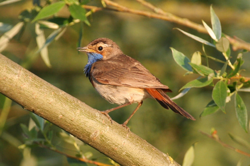 Blauwborst (Luscinia svecica) Zevenhuizerplas - Populierenbosje