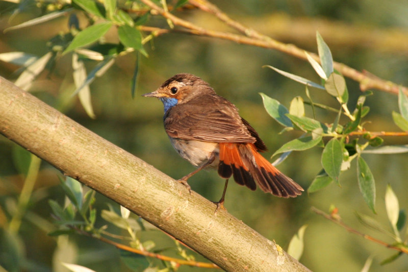 Blauwborst (Luscinia svecica) Zevenhuizerplas - Populierenbosje