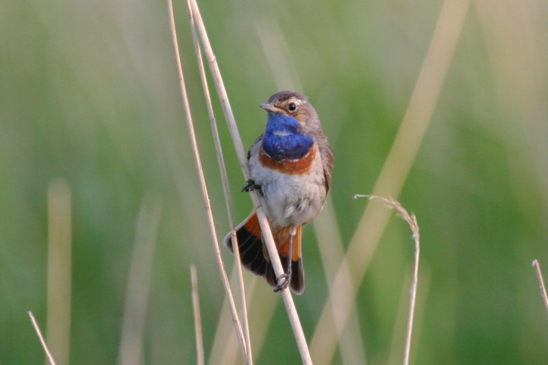 Blauwborst (Luscinia svecica) Zevenhuizerplas - Populierenbosje