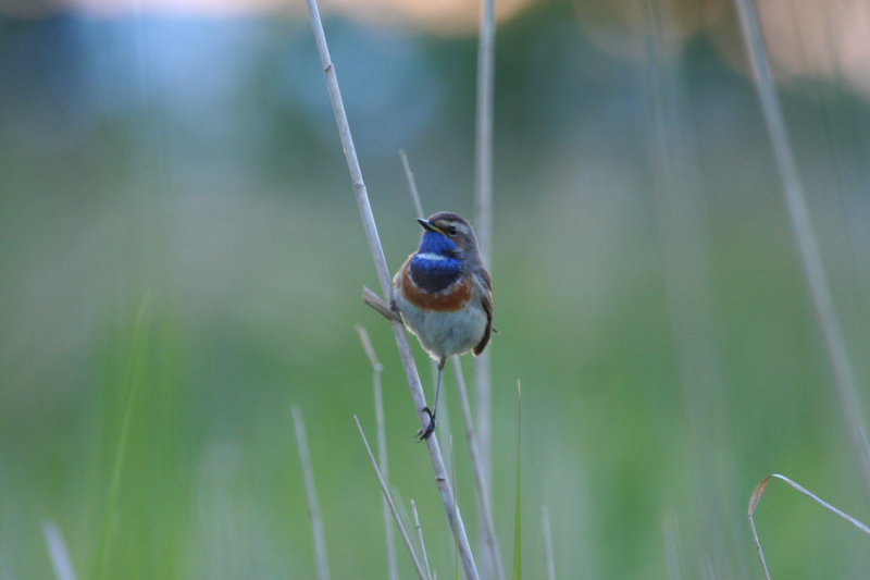 Blauwborst (Luscinia svecica) Zevenhuizerplas - Populierenbosje