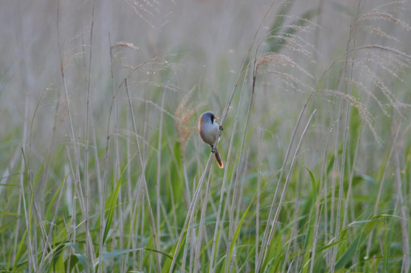 Bearded Reedling (Panurus biarmicus) Zevenhuizerplas - Populierenbosje
