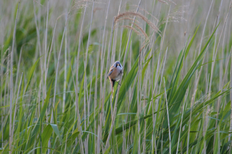 Bearded Reedling (Panurus biarmicus) Zevenhuizerplas - Populierenbosje