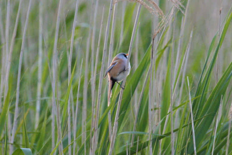 Bearded Reedling (Panurus biarmicus) Zevenhuizerplas - Populierenbosje