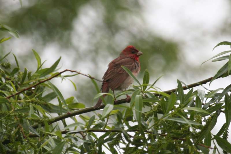 Common Rosefinch (Carpodacus erythrinus) Katwijk aan Zee - De Zanderij