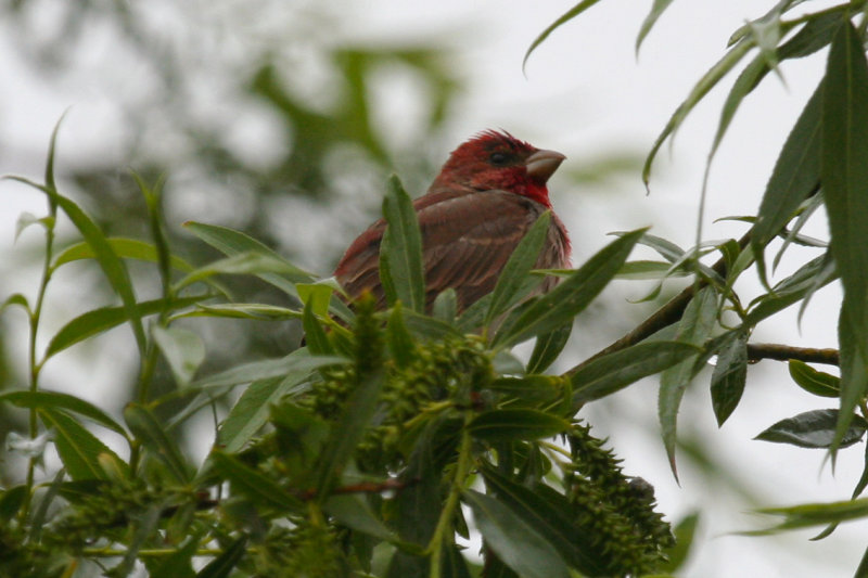 Common Rosefinch (Carpodacus erythrinus) Katwijk aan Zee - De Zanderij