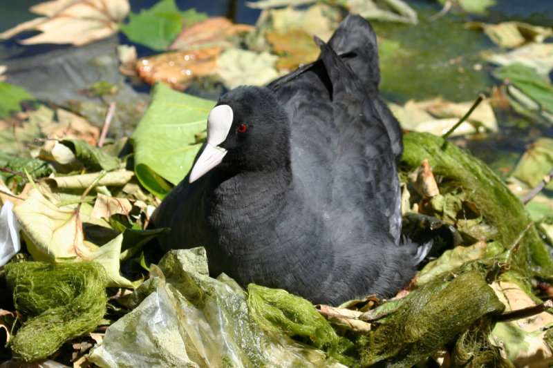 Eurasian Coot (Fulica atra) Rotterdam, de Rotte