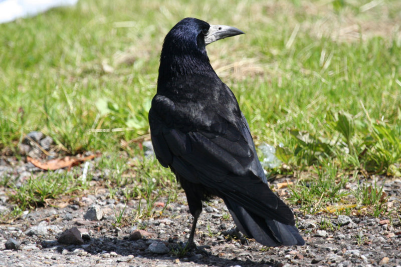 Rook (Corvus frugilegus) Gilze NB