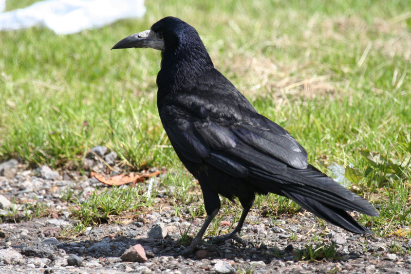 Rook (Corvus frugilegus) Gilze NB