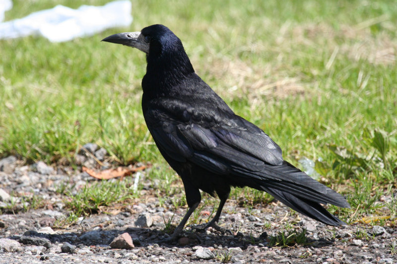Rook (Corvus frugilegus) Gilze NB