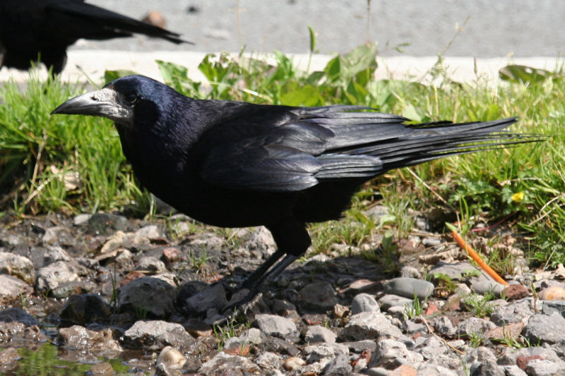 Rook (Corvus frugilegus) Gilze NB