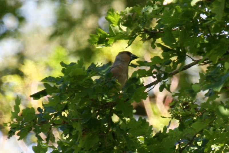 Hawfinch (Coccothraustes coccothraustes) Kampina NB