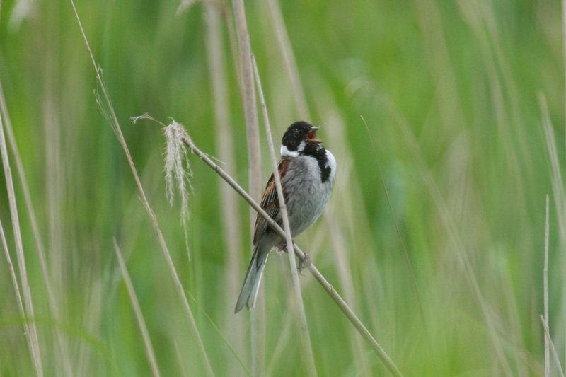 Common Reed Bunting (Emberiza schoeniclus) Zevenhuizerplas - Populierenbosje