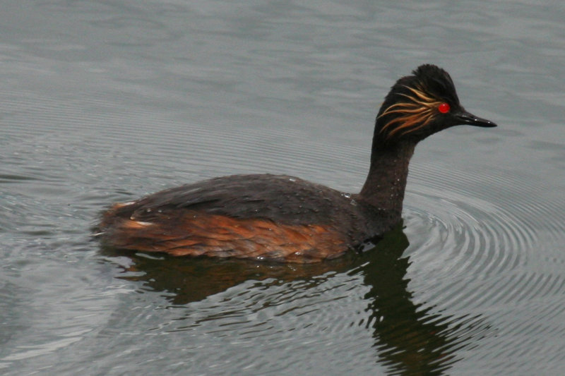 Black-necked Grebe (Podiceps nigricollis) Zevenhuizen - Eendragtspolder