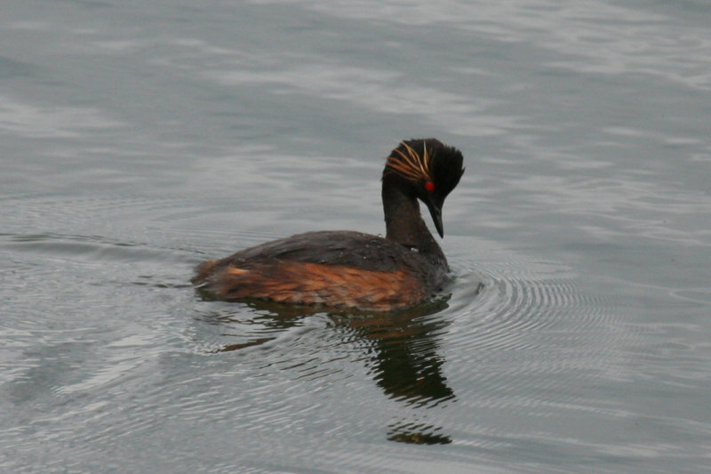 Black-necked Grebe (Podiceps nigricollis) Zevenhuizen - Eendragtspolder