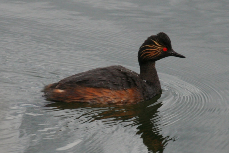 Black-necked Grebe (Podiceps nigricollis) Zevenhuizen - Eendragtspolder