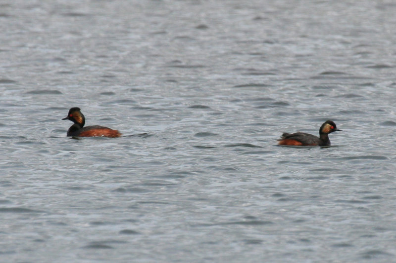 Black-necked Grebe (Podiceps nigricollis) Zevenhuizen - Eendragtspolder