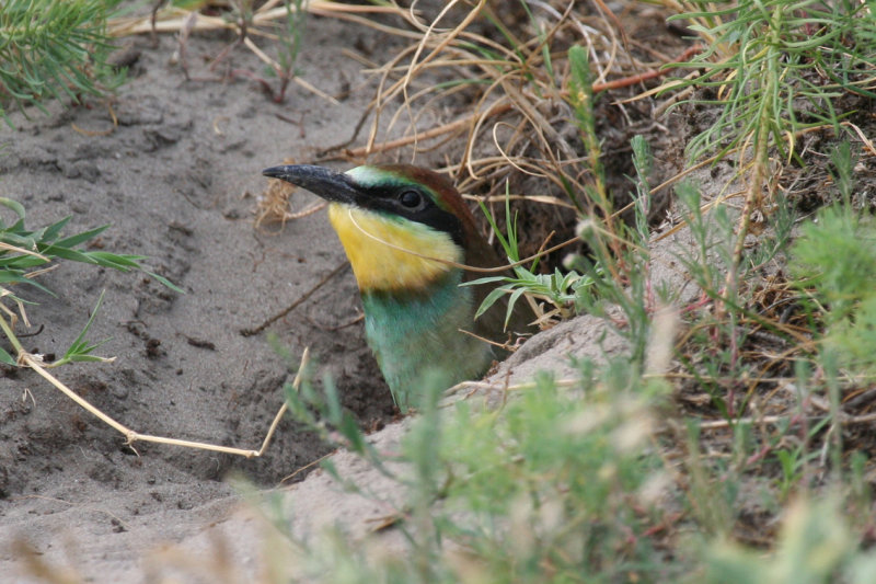European Bee-eater (Merops apiaster) Juvenile in nesting hole - Hungary- Kiskunsag N.P.