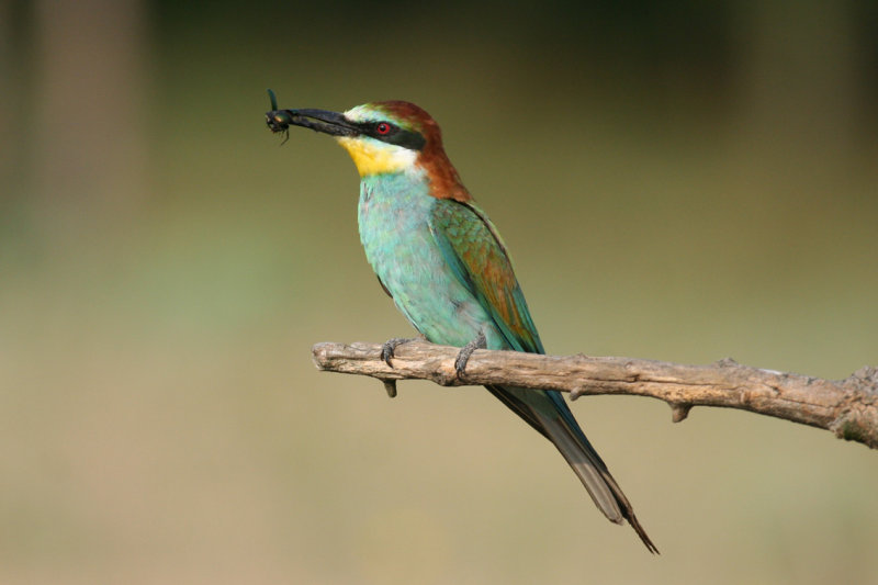 European Bee-eater (Merops apiaster) Hungary- Kiskunsag N.P.