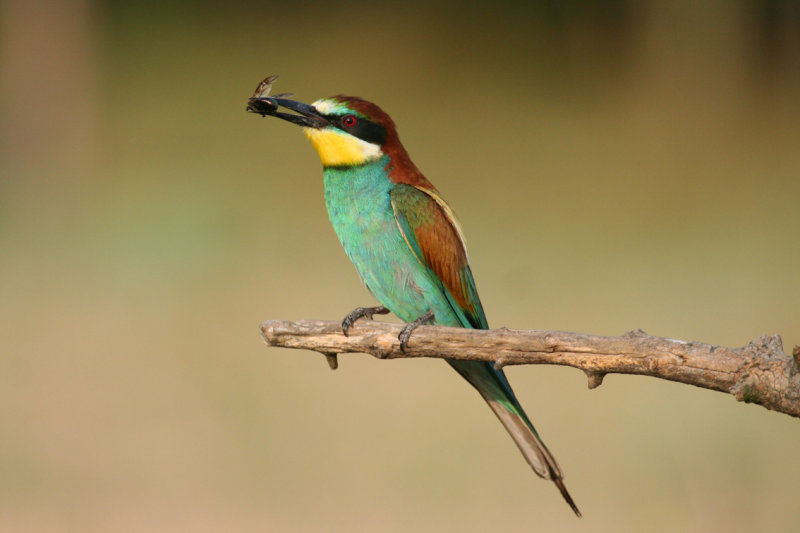 European Bee-eater (Merops apiaster) Hungary- Kiskunsag N.P.
