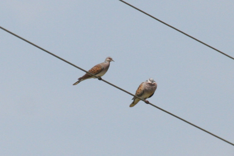 European Turtle Dove (Streptopelia turtur) Hungary- Kiskunsag N.P.