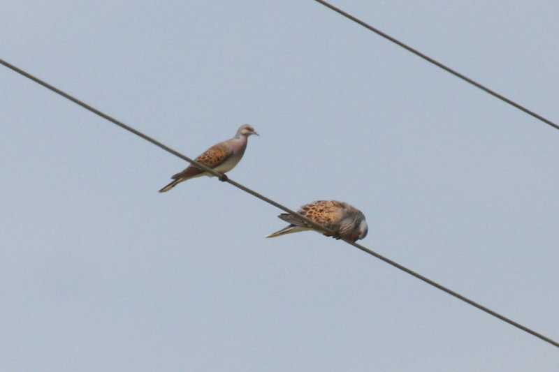 European Turtle Dove (Streptopelia turtur) Hungary- Kiskunsag N.P.
