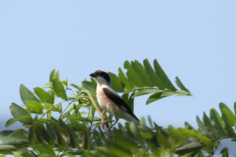 Lesser Grey Shrike (Lanius minor) Hungary- Kiskunsag N.P.
