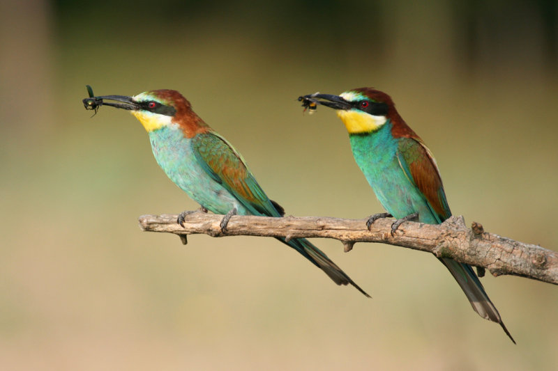 European Bee-eaters - Hungary - Kiskunsag N.P. 