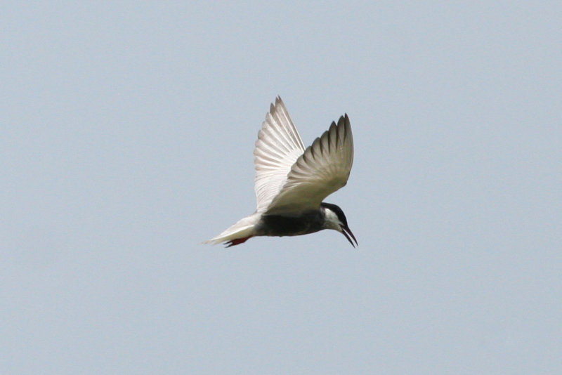 Whiskered Tern (Chlidonias hybrida) Hungary- Kiskunsag N.P.