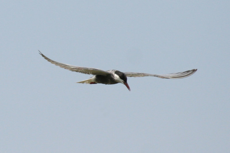 Whiskered Tern (Chlidonias hybrida) Hungary- Kiskunsag N.P.