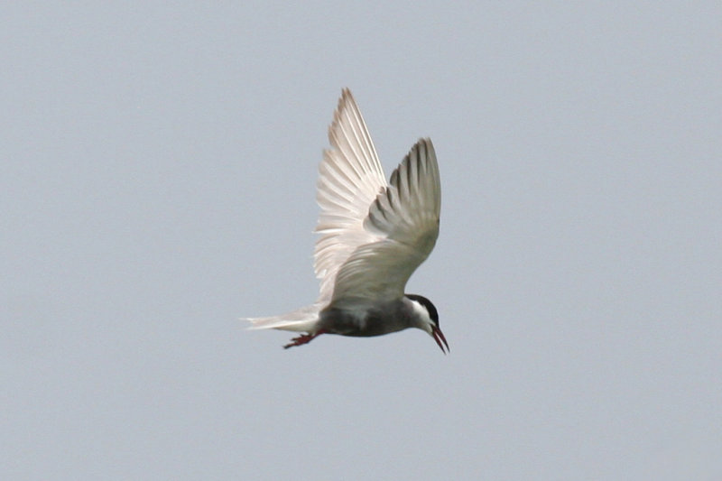 Whiskered Tern (Chlidonias hybrida) Hungary- Kiskunsag N.P.