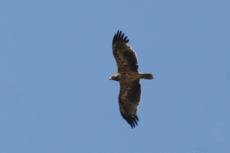 Eastern Imperial Eagle (Aquila heliaca) Hungary - Kiskunsag N.P. Apaj poesta