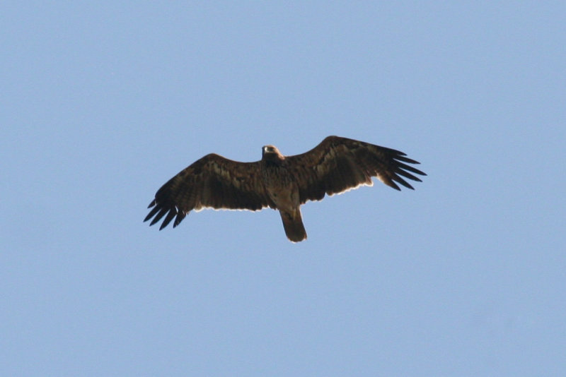 Eastern Imperial Eagle (Aquila heliaca) Hungary - Kiskunsag N.P. Apaj poesta