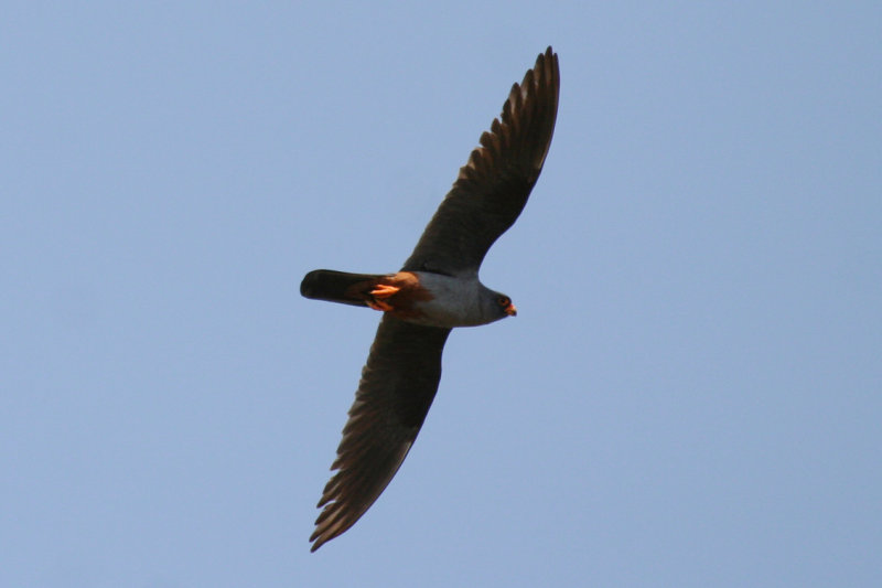 Red-footed Falcon (Falco vespertinus) Hungary - Kiskunsag N.P. Apaj poesta