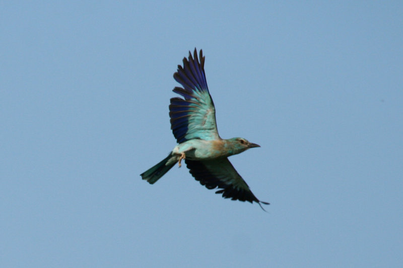 European Roller (Coracias garrulus) Hungary- Kiskunsag N.P.