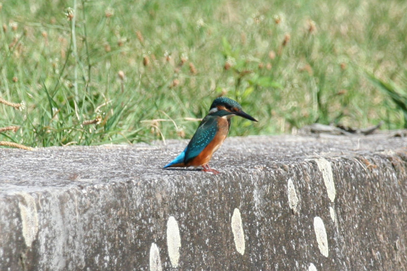 Common Kingfisher (Alcedo atthis) Hungary- Kiskunsag N.P.