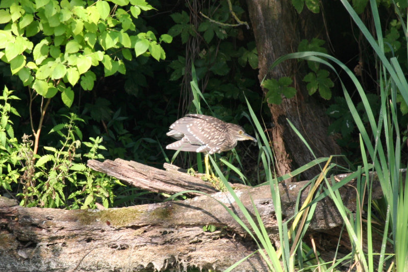 Black-crowned Night Heron (Nycticorax nycticorax) Juvenile - Hungary, Kiskunsag N.P.
