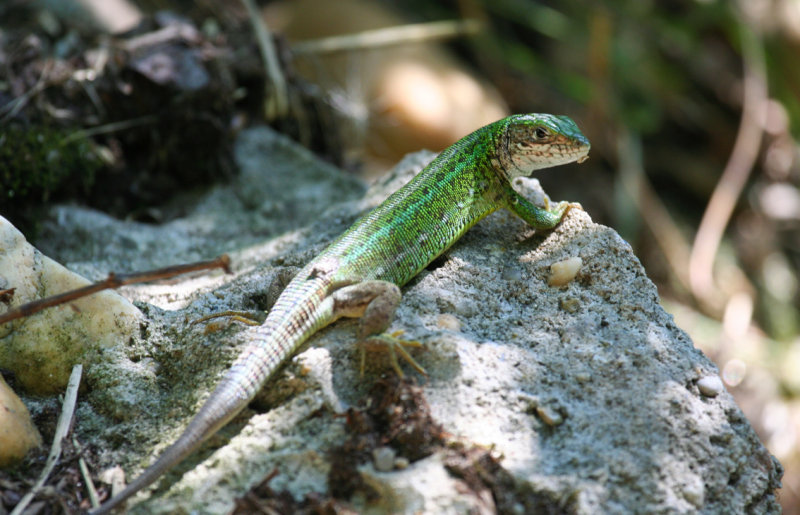 Eastern Green Lizard (Lacerta viridis) Hungary - Kiskunsag N.P. Lake Kolon