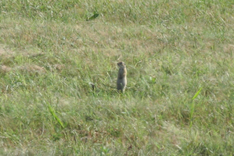 European Ground Squirrel (Spermophilus citellus) Hungary - Kiskunsag N.P.