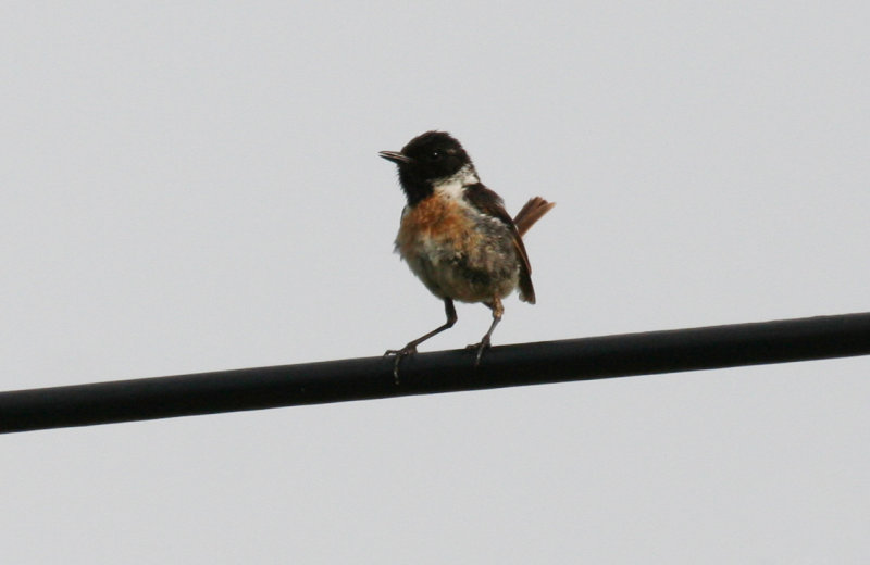 European Stonechat (Saxicola rubicola) Hungary - Kiskunsag N.P.
