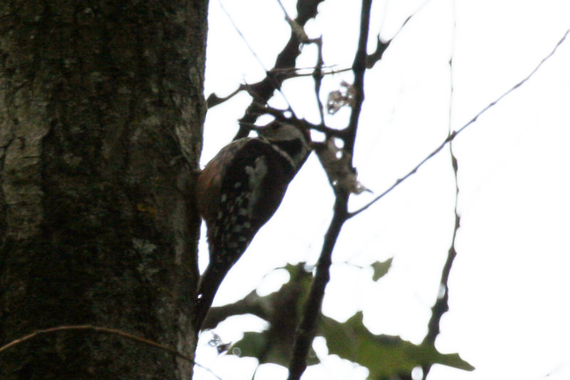Middle Spotted Woodpecker (Dendrocopos medius) Hungary - Kiskunsag N.P.