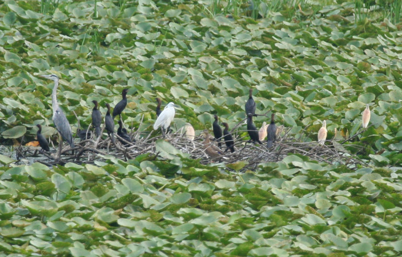 Pygmy Cormorant (Microcarbo pygmeus) Little Egret and Squacco Herons - Hungary Kiskunsag N.P.