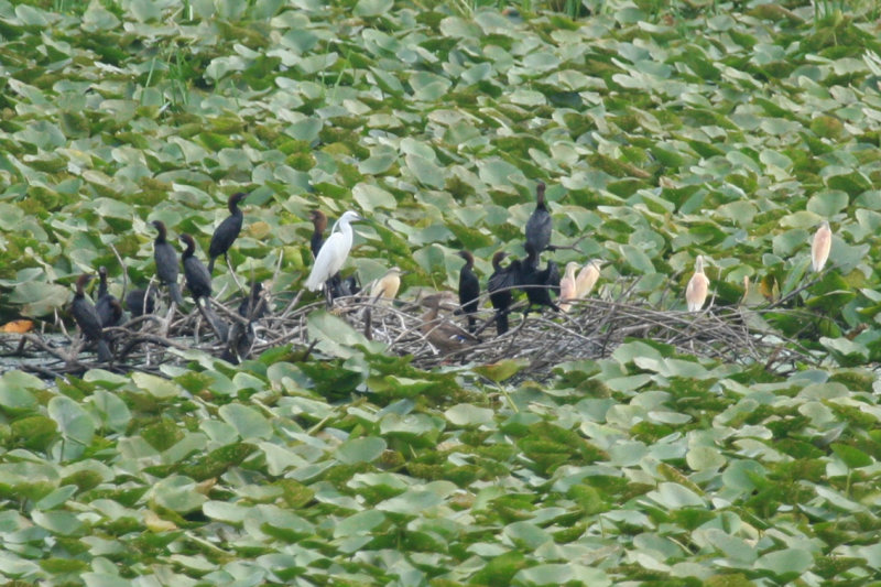 Pygmy Cormorant (Microcarbo pygmeus) Little Egret and Squacco Herons - Hungary Kiskunsag N.P.