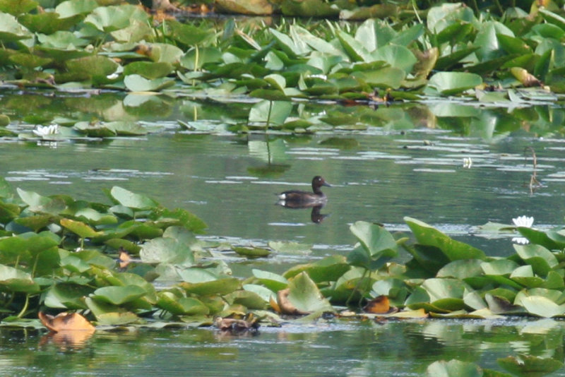 Ferruginous Duck (Aythya nyroca) Hungary - Kiskunsag N.P