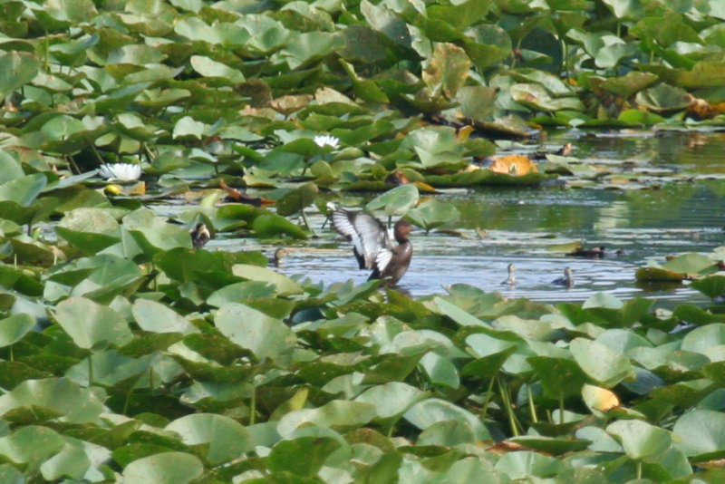 Ferruginous Duck (Aythya nyroca) Hungary - Kiskunsag N.P